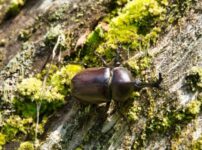 カブトムシの幼虫を手に入れる方法