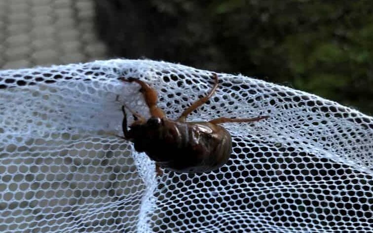 セミの幼虫の見つけ方 羽化直前を探して観察してみよう
