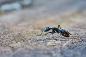 蟻に噛まれた？チクチク痛いときの対処法